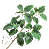 ficus hoja en transparente antecedentes png