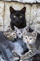 Mother cat and her three fluffy kittens. Vertical view photo