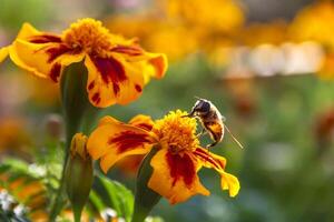 Close up of a bee on a colorful Marigold flower or Tagetes erecta. photo