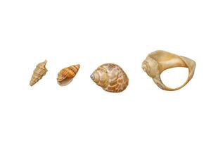 set of different snail shells, isolated on white photo