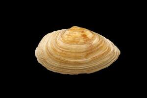 Sea big clam shell, isolated on black photo