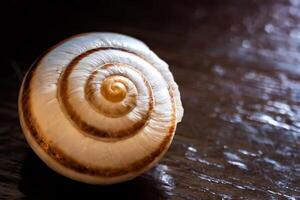 un hermosa macro ver a el cáscara de un caracol foto