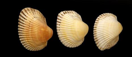 Sea clam shells, isolated on black photo