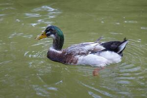 close up of color duck swimming on a lake photo