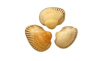 Sea clam shells, isolated on white photo