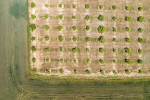 Aerial photography, top view of young trees rows. Agricultural fields, cultivated land. photo