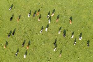 Aerial drone view of free grazing cows on a natural pastureland. Dairy farm. Growing livestock. Cattle breeding. photo