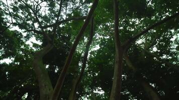 Lush green canopy with sunlight filtering through, highlighting the intricate network of tree branches overhead. video