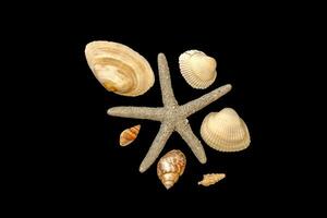 seashells set and starfish, isolated white background. photo