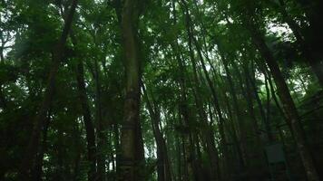 frodig grön skog med höga träd och tät lövverk, solljus filtrering genom de tak video