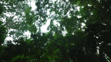 Lush green canopy of a tropical rainforest with sunlight filtering through the dense foliage video