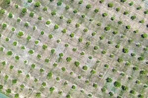 Aerial photography, top view of green trees rows. Agricultural fields, cultivated land. photo