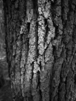 un parte de un árbol en negro y blanco. estructura ladrar textura. foto