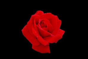 belleza floreciente rojo Rosa con Rocío, aislado en negro. foto