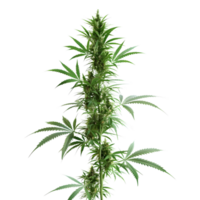 Cannabis sativa plant on Transparent Background png