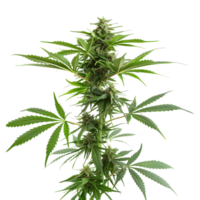 Cannabis sativa plant on Transparent Background png