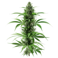 Cannabis sativa plant on Transparent Background png