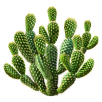 Cereus Jamacaru Plant on Transparent Background png