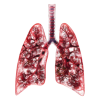 Humain poumons médical sur transparent Contexte png