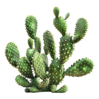 Cereus Jamacaru Plant on Transparent Background png