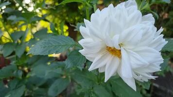 ein Nahansicht von ein Weiß Dahlie Blume mit ein Gelb Center auf ein Grün Hintergrund. video