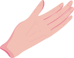 parte di il corpo di il mano png