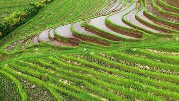 niña en un vestir caminando en un arroz campo en bali video