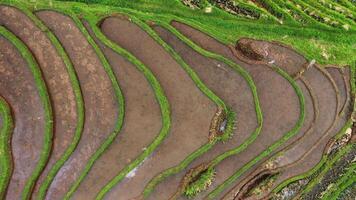 Green Rice Fields on Bali Drone View video