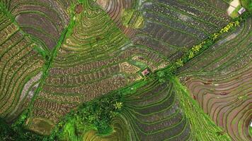 Green Rice Fields on Bali Drone View video