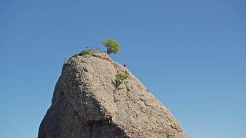 Tree growing on large rock video