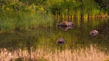 Trois rochers dans l'eau par herbe video