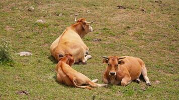 Three cows resting in grass field video