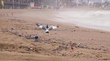 Trash-covered beach by the ocean video