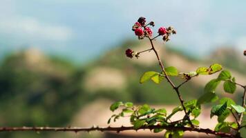 Branch of tree with red berries video