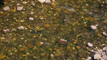 Bird standing on rock in water video