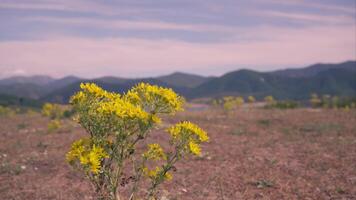 Field of yellow flowers with mountains video