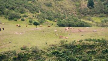 Cattle grazing on green hillside video