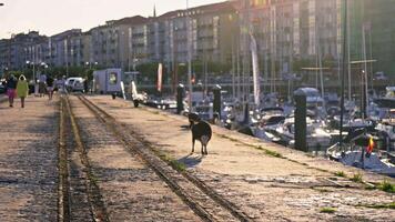 cachorro caminhando ao longo marina rua video