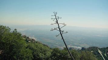 seul arbre sur colline surplombant vallée video