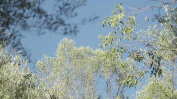 Trees canopy view through branches video