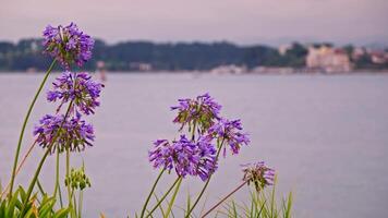 Purple flowers by water background video