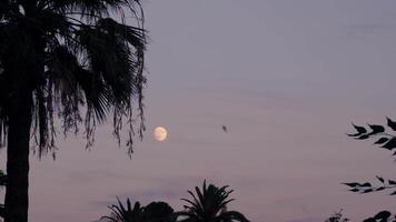 Full moon peeking through trees video