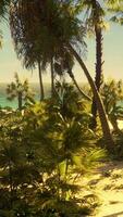 Palm Beach In Tropical Idyllic Paradise Island video