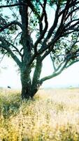 Old linden tree on autumn hill meadowy video