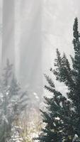 forêt d'épinettes du matin magique et brumeuse video