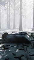 beeindruckender blick auf nebel und sonnenlicht nach frost auf dem kiefernwald video