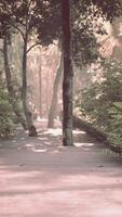 sentiero del ponte di legno nella foresta video