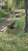 beautiful bench in the park at spring sunny day video