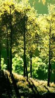 vallée avec des arbres d'automne parmi les montagnes éclairées par le soleil au coucher du soleil video