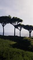 foto aérea da savana do Quênia video